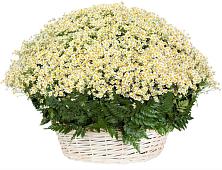 Цветочная композиция из Ромашки в корзине #REPLACE_PRED# Селенгинске